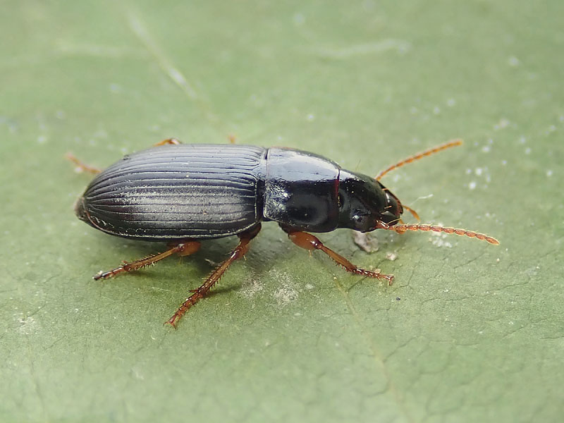 Carabidae: ancora un Harpalus? forse H. latus